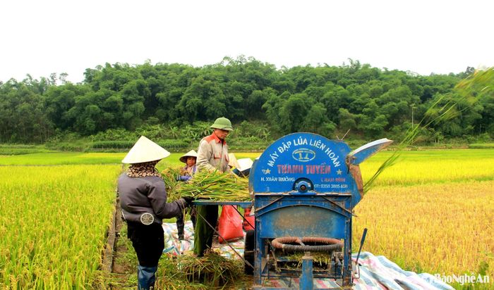 Với bà con vùng cao, do ruộng còn manh mún và bậc thang, nên không áp dụng cơ giới hóa vào thu hoạch mà sử dụng máy gặt mang vai và máy tuốt lúa ngay tại ruộng, nên tiến độ thu hoạch có phần chậm hơn. Theo nhận định của UBND các huyện, hầu hết diện tích lúa đều được mùa, năng suất bình quân từ 4,9 - 5 tấn/ha. Trong ảnh: Bà con nông dân xã Lạng Khê, huyện Con Cuông thu hoạch lúa vụ Xuân 2025. Ảnh: Quang An