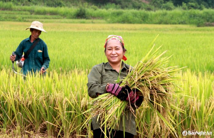 Bà Vi Thị Mỹ Hạnh ở bản Boong, xã Lạng Khê (Con Cuông) gieo cấy 500m2 lúa vụ Xuân, do được cấy giống lúa lai, chăm sóc hợp lý, nên cho năng suất cao, gia đình thu về 3 tạ lúa. Ảnh: Quang An