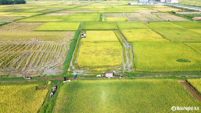 Do được cơ giới hóa bằng máy gặt liên hoàn, nên đẩy nhanh tiến độ thu hoạch lúa cho bà con. Đây cũng là cơ hội để bà con nông dân chuẩn bị gieo cấy lúa vụ Hè Thu sớm. Ảnh: Xuân Hoàng