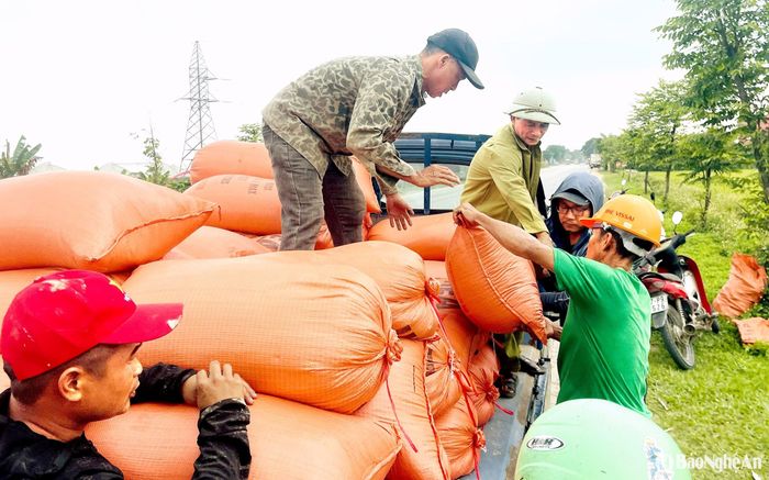 Ông Nguyễn Khánh Liên ở xóm Mỹ Khánh, xã Vân Tụ, huyện Yên Thành cho biết, vụ Xuân này gia đình gieo cấy 11 sào lúa, trong đó, cơ cấu 4 sào giống Khang dân, 7 sào lúa lai các loại. Đến ngày 15/5, gia đình đã thu hoạch xong toàn bộ diện tích, nhìn chung lúa năm nay vẫn đạt 3,5 tạ/sào. Ảnh: Xuân Hoàng