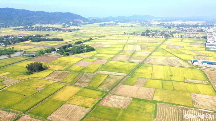 Từ đầu tháng 5, lúa vụ Xuân trên địa bàn Nghệ An đã chuyển sang chín vàng. Bà con nông dân các huyện Yên Thành, Đô Lương, Diễn Châu... và một số huyện miền núi đã hối hả thu hoạch lúa. Ảnh: Xuân Hoàng