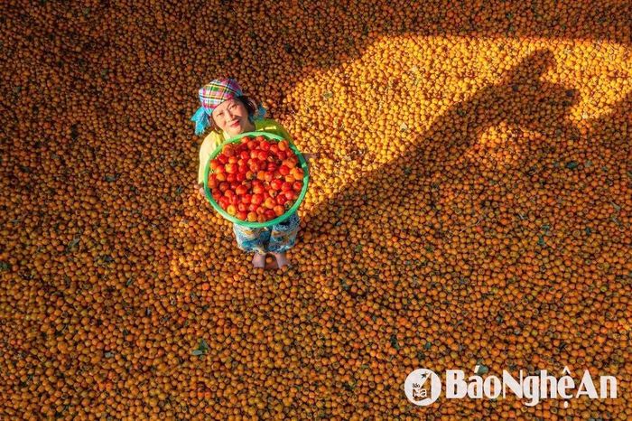 Hồng cậy - Vua của các loại hồng được tuyển chọn để ngâm ủ rượu hồng OCOP. Ảnh: Quốc Đàn