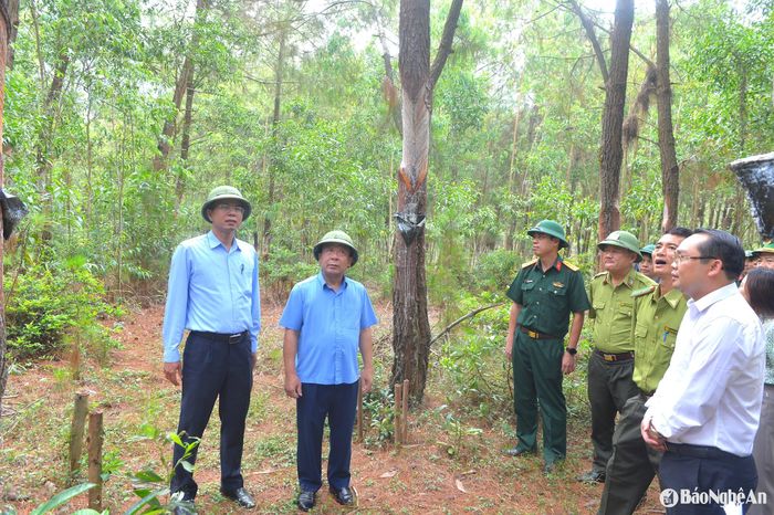 Đoàn công tác kiểm tra tại vùng rừng trọng điểm xã Quỳnh Lộc, thị xã Hoàng Mai. Ảnh: Văn Trường