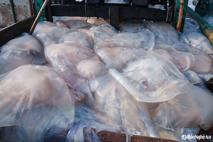 Với giá bán khoảng 40.000 đồng/con tại bến, mỗi tàu có thể thu về vài triệu đồng sau một đêm đánh bắt. Chủ tàu Hoàng Văn Hậu, xã Quỳnh Lập cho biết, chỉ khoảng 5 tiếng, tàu ông đánh được 120 con, thu về trên 5 triệu đồng. Ảnh: T.P