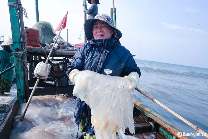 Do trọng lượng lớn, việc vận chuyển sứa từ khoang tàu lên bờ đòi hỏi nhiều nhân công và sức lực. Ảnh: T.P