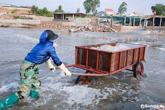 Mùa vụ đến, các cơ sở thu mua, sơ chế sứa trên địa bàn tăng ca, thuê thêm lao động thời vụ để kịp cung ứng thị trường. Ảnh: T.P