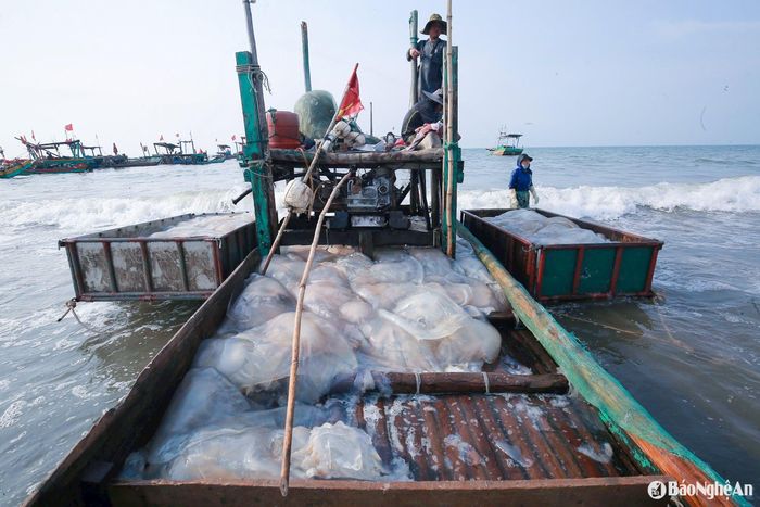 Mặc dù mùa sứa đến muộn hơn, nhưng sản lượng ổn định, mang lại nguồn thu nhập khá cho ngư dân. Có tàu đánh bắt được hàng trăm con sứa mỗi đêm, tổng trọng lượng lên tới vài tấn. Ảnh: T.P