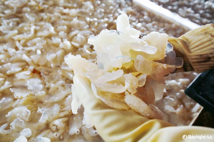 Sau sơ chế, sứa có giá khoảng 45.000 - 50.000 đồng/kg. Sản phẩm chủ yếu phục vụ nhu cầu tiêu dùng trong nước và xuất khẩu. Sứa biển là mặt hàng dễ tiêu thụ vào mùa hè. Nghề khai thác và chế biến sứa đang tạo việc làm cho hàng trăm lao động tại địa phương, thu nhập bình quân 250.000-300.000 đồng/ngày. Ảnh: T.P