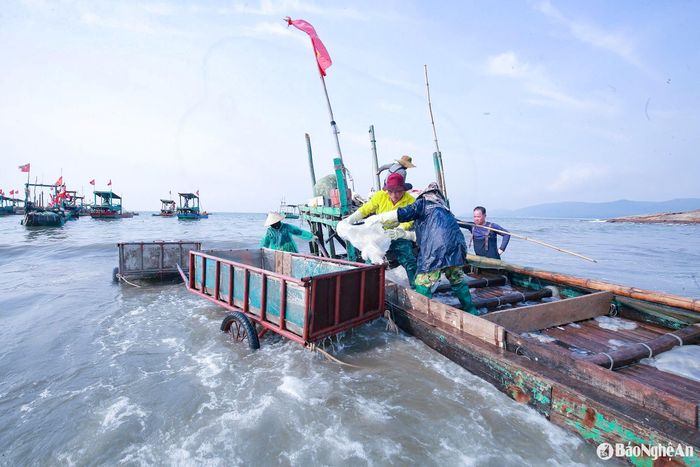 Theo kinh nghiệm ngư dân, do năm nay có 2 tháng nhuận nên sứa biển xuất hiện muộn hơn so với các năm trước. Ảnh: T.P