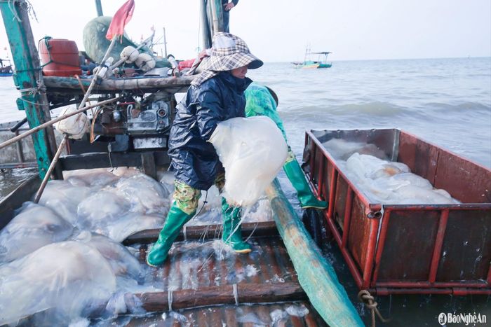 Sứa sau khi đưa lên bờ được bốc dỡ lên xe để trung chuyển vào bờ. Ảnh: T.P