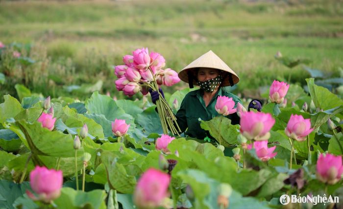 Hoa sen quê Bác tháng Năm. Ảnh: Thành Cường