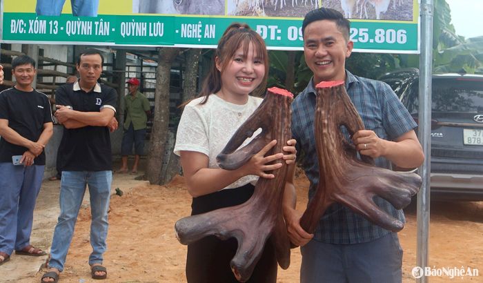 Vợ chồng anh Nguyễn Cảnh Sinh vui mừng thu hoạch cặp nhung nai khủng được trả giá gần 100 triệu đồng. Ảnh: Như Thủy
