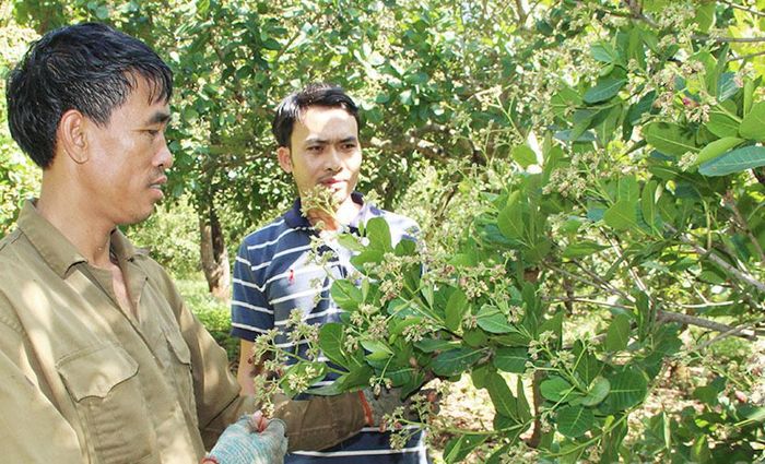 Người trồng điều ở Bù Đăng đã chú trọng ứng dụng công nghệ vào sản xuất và kinh doanh.