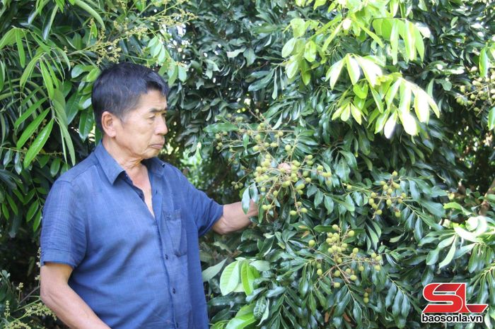 Ông Lê Danh Phúc, bản C5, xã Chiềng Khoong, huyện Sông Mã, chăm sóc vườn nhãn.