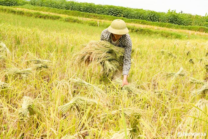 Sau khi phơi “được nắng” lúa được thu gom để vận chuyển về nhà. Ảnh: Thanh Phúc
