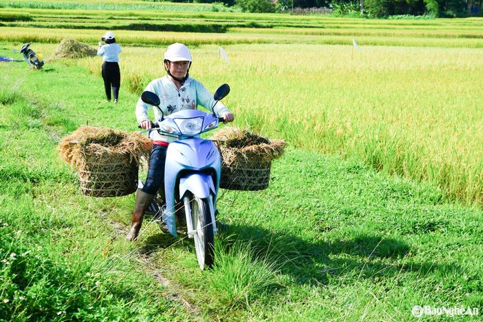Giữa nắng hè gay gắt, những chuyến xe chất đầy lúa là minh chứng rõ nét cho một mùa màng bội thu. Ảnh: Khánh Ly