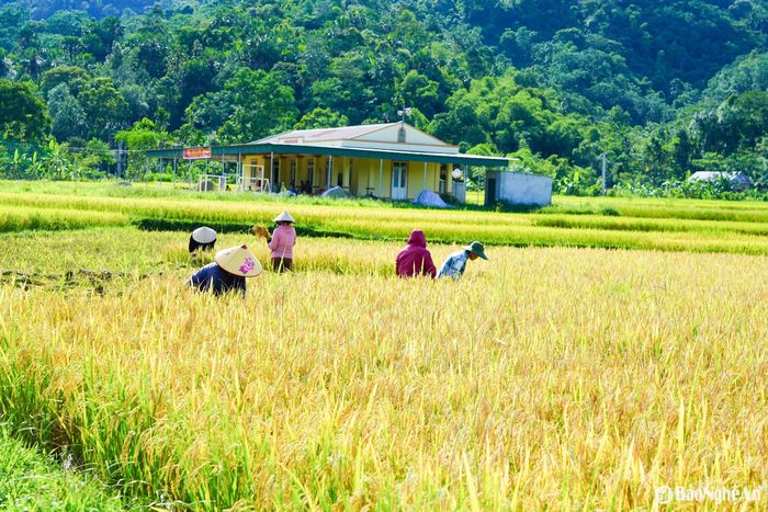 Không khí lao động khẩn trương nhưng đầy phấn khởi hiện rõ trên cánh đồng, ai nấy đều mong muốn kịp thu hoạch khi lúa đã chín rộ. Ảnh: Thanh Phúc