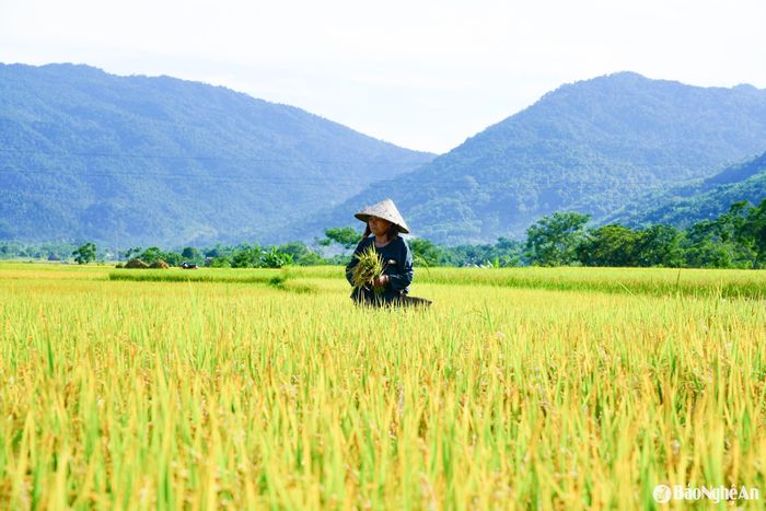 Bà Lương Thị Vinh (bản Liên Phương, xã Châu Kim) tay thoăn thoắt gặt, bó lúa, vừa phấn khởi khoe: "Năm nay, lúa bông dài, hạt nhiều, chắc hạt hơn các năm trước". Ảnh: Thanh Phúc