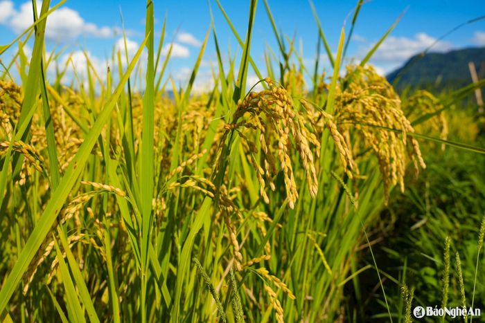 Những giống lúa chủ lực như J02, Hương Thanh 8, Thái Xuyên... bông trĩu hạt, chắc mẩy thành quả của hơn 3 tháng chăm sóc. Ảnh: Khánh Ly