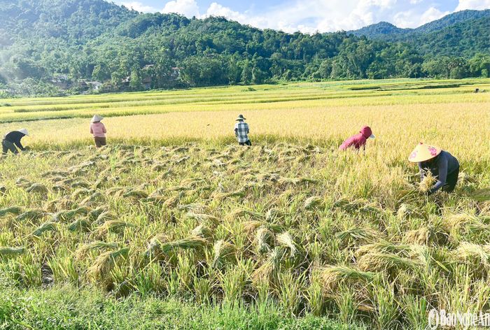 Nhiều thửa, lúa gặt xong được phơi ngay giữa ruộng. Cách làm này giúp lúa héo bông nhanh, giảm thất thoát trong vận chuyển và hạn chế rụng hạt, một bước quen thuộc nhưng quan trọng trong quy trình thu hoạch. Ảnh: Khánh Ly