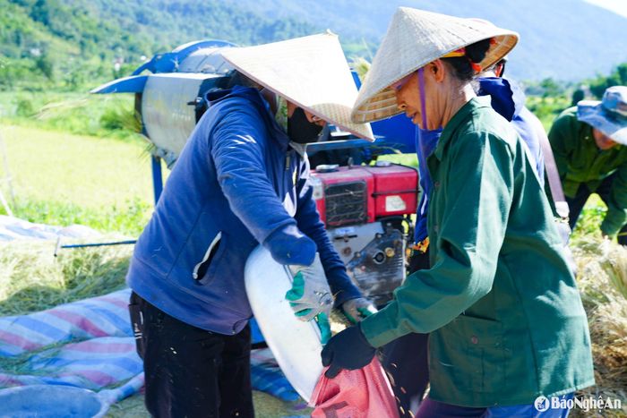 Những bao thóc được đóng gọn gàng, chuẩn bị chở về nhà. Từng bao thóc không chỉ là thành quả lao động mà còn là niềm tin, là no đủ cho cả gia đình sau một mùa lúa thuận lợi. Ảnh: Khánh Ly