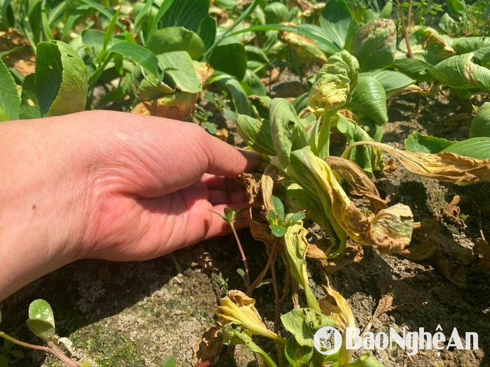 Nông dân vùng rau thất thu vụ rau cải chíp. Ảnh: Văn Trường