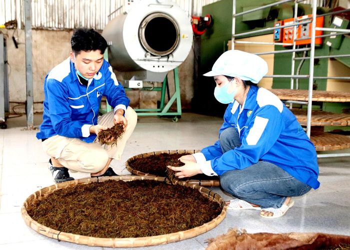 Khắc ghi lời Bác “Làm việc gì cũng phải có cái tâm”, Hợp tác xã Chế biến chè Phìn Hồ (Hoàng Su Phì) kiểm soát chặt quy trình lên men sản phẩm Hồng trà.