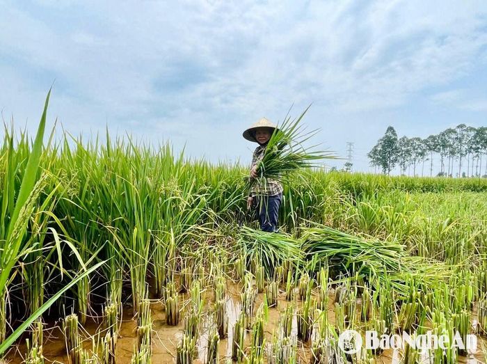 Nông dân huyện Yên Thành cắt lúa non về làm thức ăn cho gia súc. Ảnh: Phú Hương