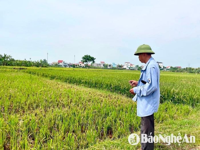 Nông dân huyện Diễn Châu buồn bã trước một vụ sản xuất mất mùa. Ảnh: Phú Hương