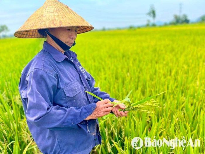 Ruộng lúa Khang dân cấy sớm trước lịch thời vụ ở Yên Thành, năng suất khoảng 1,5 tạ/sào. Ảnh: Phú Hương