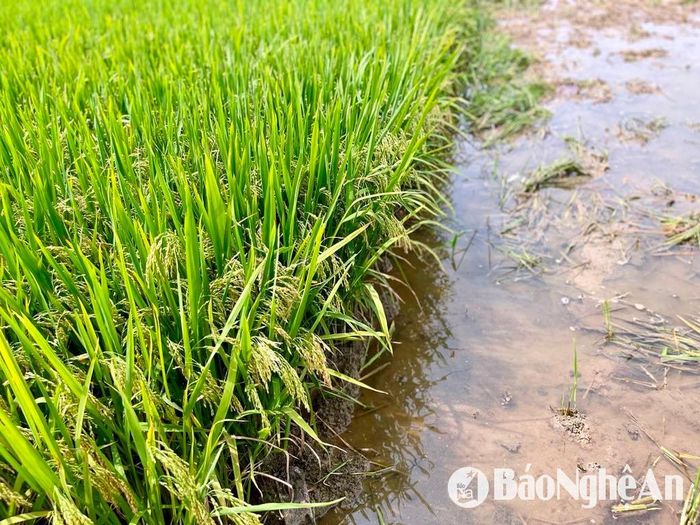 Nhiều ruộng lúa trổ bông đẹp nhưng chủ yếu là hạt lép. Ảnh: Phú Hương
