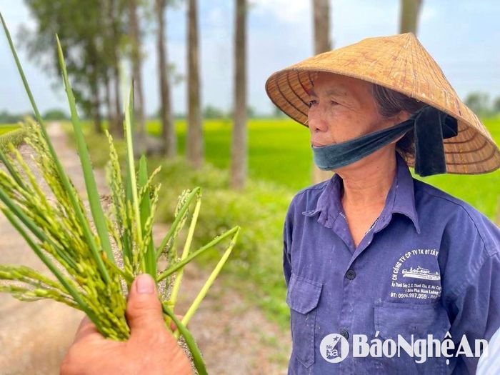 Bông lúa chủ yếu là hạt lép Ảnh: Phú Hương