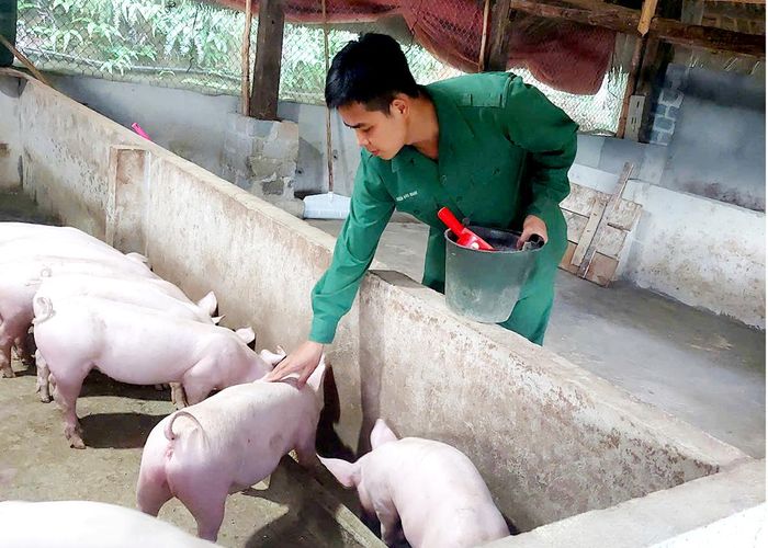Huấn Đức Minh chăm sóc đàn lợn.