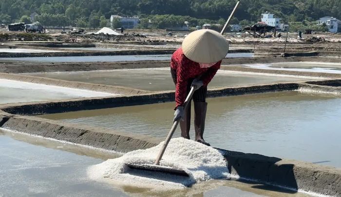 Hệ sinh thái cây ngập mặn là giải pháp hữu ích để lọc nước mặn đi vào ruộng muối Sa Huỳnh.