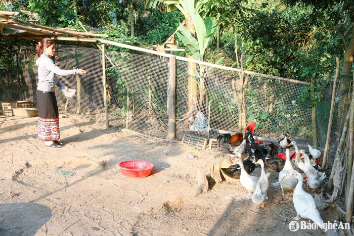 Mô hình chăn nuôi gia súc, gia cầm đã giúp vợ chồng anh Tú, chị Kim ổn định cuộc sống. Ảnh: Đình Tuân