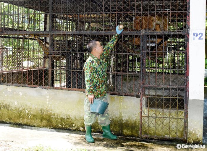 Anh Nguyễn Tất Hà vừa dọn rửa xong chuồng vượn. Ảnh: Công Kiên