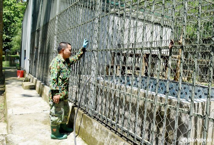 Anh Nguyễn Tất Hà bơm nước vào bể ở khu vực chuồng hổ. Ảnh: Công Kiên