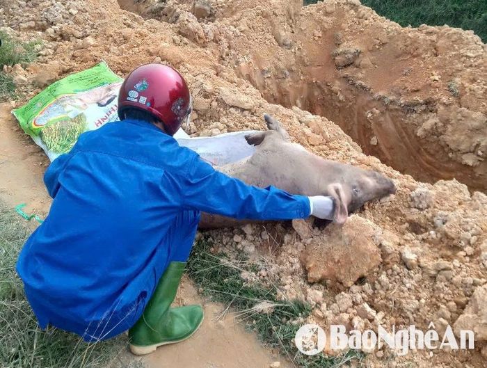 Tiêu hủy lợn bị nhiễm dịch tả lợn châu Phi ở xã Thanh Phong. Ảnh: CSCC