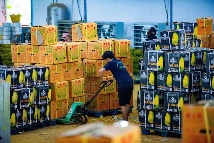 Chỉ sau 2 năm, kim ngạch xuất khẩu sầu riêng đã vượt 3 tỷ USD.