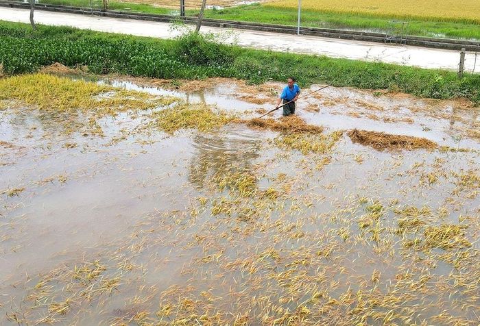 Mưa lớn kéo dài khiến 2.250 ha lúa xuân chưa thu hoạch tại Hà Tĩnh chìm trong nước