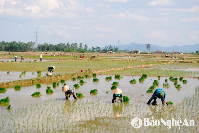 Bà con nông dân Diễn Thái, Diễn Châu gieo cấy lúa hè thu. Ảnh: Văn Trường.