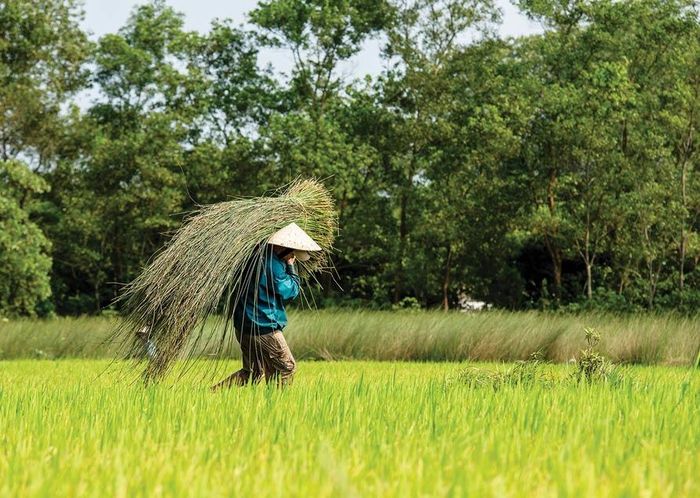 Đồng xanh chang nắng 