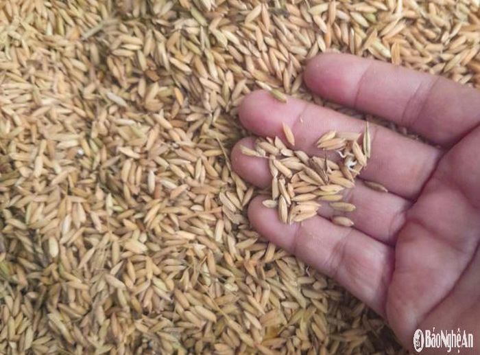 Phần lớn lúa hấp hơi, nảy mầm, hư hỏng nặng. Ảnh: T.P