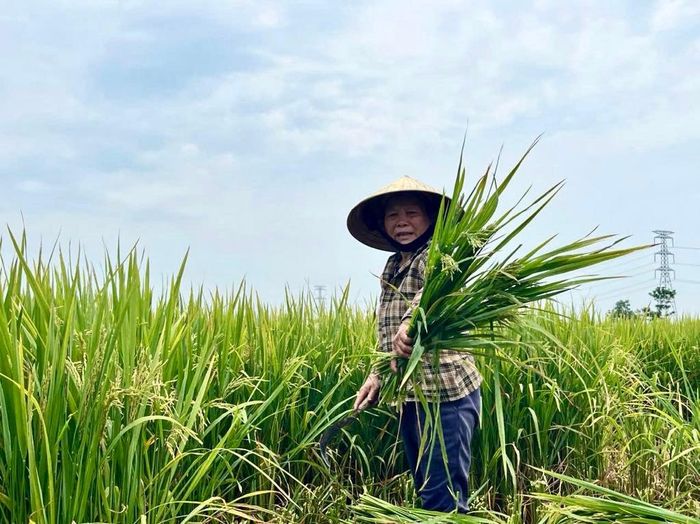 Nông dân Yên Thành gặt lúa non trên ruộng lúa D ưu 725. Ảnh: Phú Hương