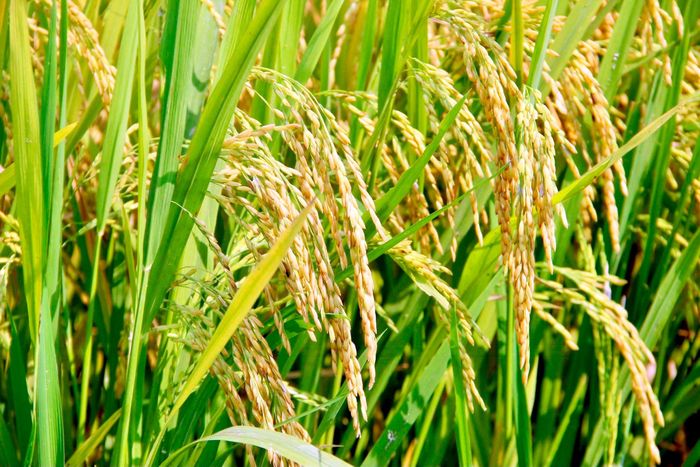 Những giống lúa được lựa chọn đưa vào cơ cấu đều dựa trên nghiên cứu, tính toán và hiệu quả thực tế tại địa phương. Ảnh: Phú Hương