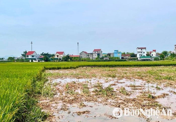 Nhiều ruộng lúa được gặt non vì hoàn toàn không cho năng suất tại Diễn Châu. Ảnh tư liệu: Phú Hương
