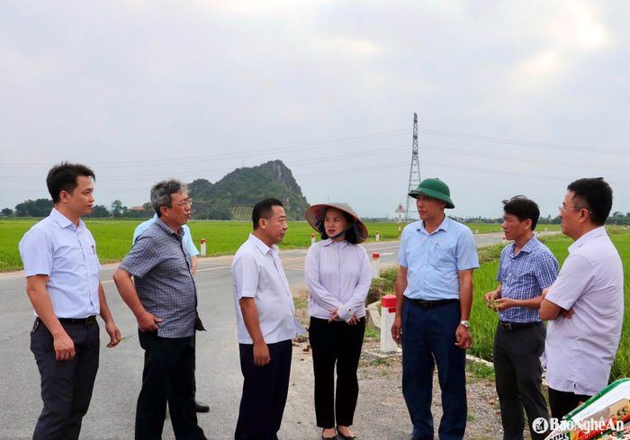 Lãnh đạo tỉnh, Sở Nông nghiệp và Môi trường kiểm tra, trao đổi với lãnh đạo huyện Diễn Châu về tình hình lúa vụ xuân trổ không cúi trên địa bàn. Ảnh: Phú Hương