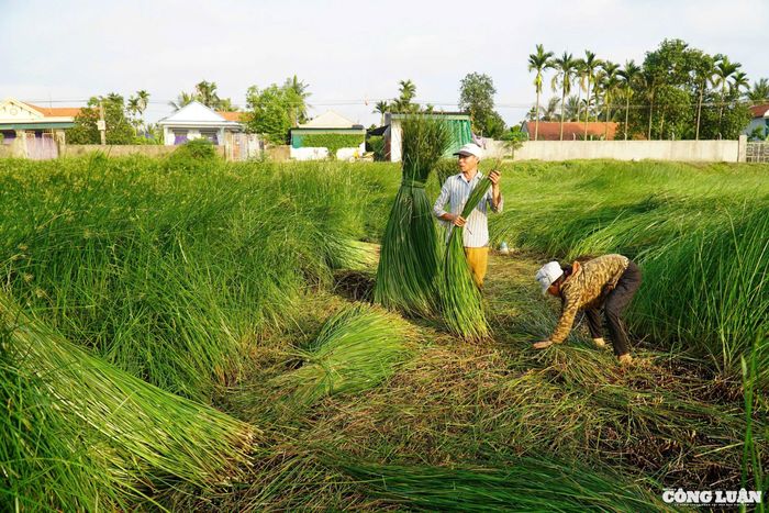 Cói Nga Sơn nổi tiếng là sợi nhỏ, dai, óng mượt. Ðiều đặc biệt ít có nơi nào có thể trồng được loại cói dài như ở vùng này, loại cói chuyên dùng để dệt nên những tấm chiếu vừa đẹp lại vừa bền.