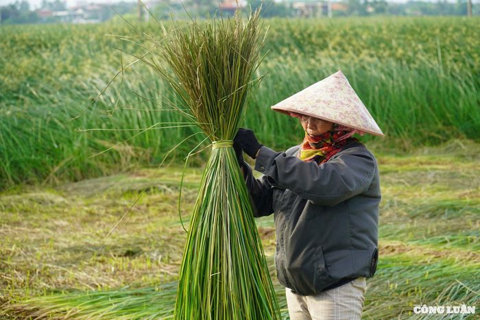 Bà Vũ Thị Thuần (trú tại xã Nga Thanh, huyện Nga Sơn) cho biết: “Để tránh nắng nóng, người dân thường ra đồng thu hoạch cói từ 3-4 giờ sáng". Khi nắng lên cao, người dân căng một tấm vải trên đồng tạo thành chỗ trú nắng và tiếp tục công việc. Làm cói mất rất nhiều thời gian, thông thường, trong một ngày, khoảng 4 người mới thu hoạch xong một sào cói.