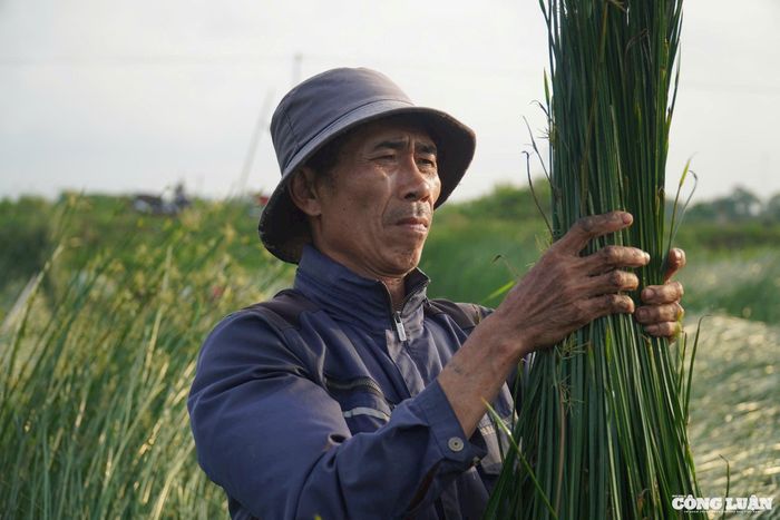 Sau khi cắt cói xong, người dân sẽ gom cói thành những bó vừa tay, giũ sạch cỏ dại, rác hoặc những sợi cói chết khô và chỉ giữ lại những sợi cói còn tươi xanh, rồi phân loại những sợi dài, ngắn khác nhau.